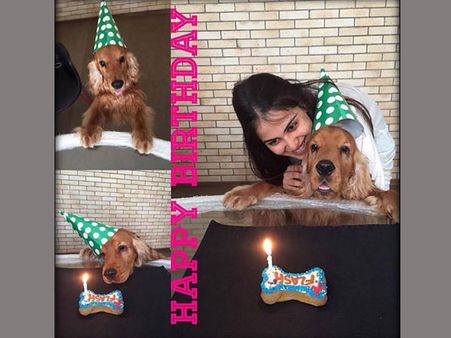 హీరోయిన్ జెనీలియా పెంపుడు కుక్క వైభోగం చూస్తిరా...!