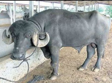 కష్టాల్లో 'బాహుబలి' దున్న, తిండి కరువై నానా ఇబ్బందులు