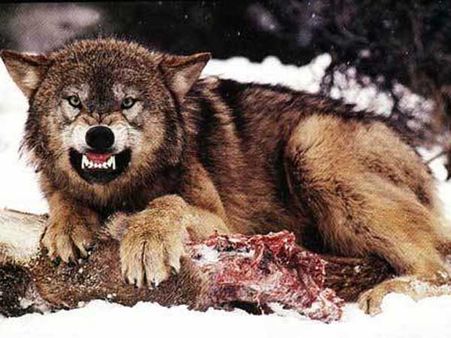 తోడేళ్లతో ఫైట్ సీన్, భారీబడ్జెట్ తో , హాలీవుడ్ కాదు మనసినిమానే