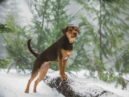 చెత్త కుప్పలో దొరికిన శునకం.. ఒక్క సినిమాతో జాతకం మారిపోయింది!