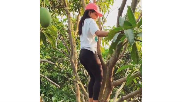 మామిడి తోటలో బిగ్‌బాస్ బ్యూటీ.. చెట్లు ఎక్కుతూ వితిక హల్చల్