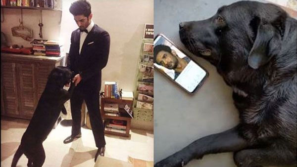 దయనీయ స్థితిలో సుశాంత్ పెంపుడు కుక్కలు.. ఇప్పుడు ఎక్కడ? ఎలా ఉన్నాయంటే?