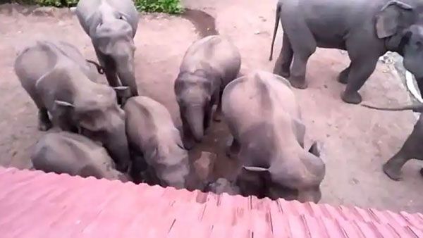 కట్టప్ప ఫ్యామిలీ ఫాంహౌస్‌పై ఏనుగుల దాడి.. అసలేం జరిగిందంటే!