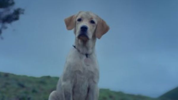 777 Charlie teaser: కుక్కతో పాన్ ఇండియా మూవీ.. ఎమోషనల్ టీజర్ రిలీజ్ చేసిన నాని!