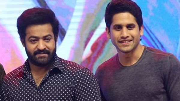 ఫ్లాష్ బ్యాక్: గుండమ్మ కథ చేయలనుకొని వెనుకడుగు వేసిన తారక్, చైతూ.. ఆ ఒక్క కారణం వల్లే..