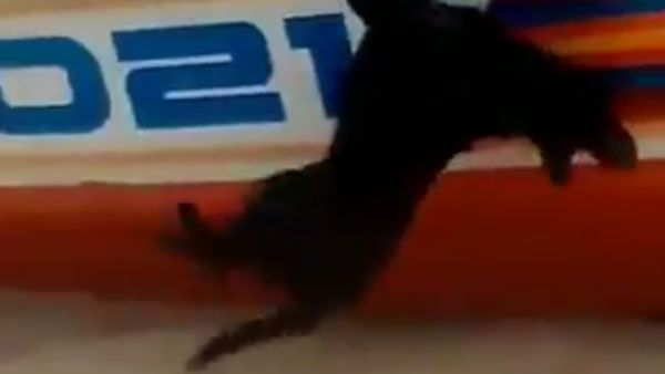 #JusticeForBruno: చావు ఎవరిదయినా చావే, కరోనా లాంటివి రావడం సమంజసమే!