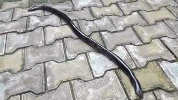 షాకింగ్ : స్టార్ హీరోను కరిచిన పాము.. అర్ధరాత్రి సమయంలో ఫాం హౌస్ లో ఘటన!