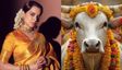 "सिर्फ वर्जिन गाय ही माता, वर्जनिटी खत्म होने के बाद..." क्या वाकई कंगना रनौत ने कही है ये बात