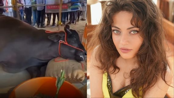 मेले में 21 करोड़ की भैंस की मौत, फूटा बॉलीवुड एक्ट्रेस का गुस्सा- 'पैसों के लिए उसे जहर दिया, इंसान की...'