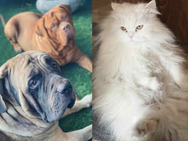 ranbir-kapoor-and-alia-bhatt-move-to-live-in-relationship-during-corona-lockdown