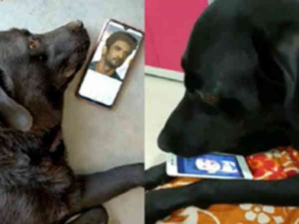 sushant-singh-rajput-dead-body-dog-fudge-searched-most-in-the-past-10-days
