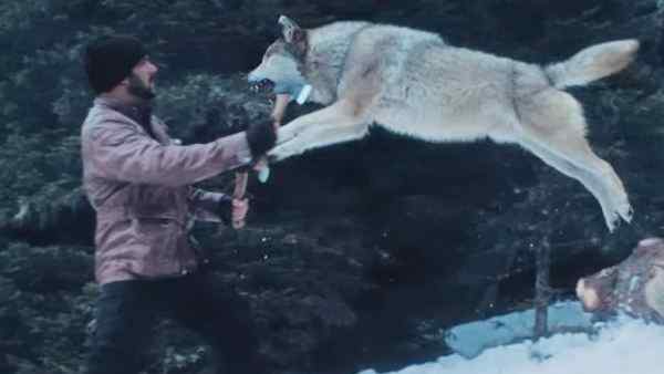 टाईगर ज़िंदा है