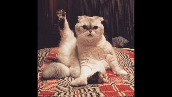 बिल्ली की ब्रांड वैल्यू : 