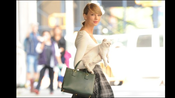 मशहूर है बिल्ली :