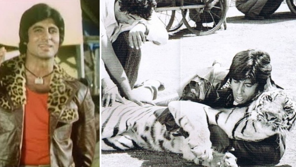 when-amitabh-bachchan-fought-with-the-real-tiger-on-the-sets-of-the-film-khoon-pasina when-amitabh-bachchan-fought-with-the-real-tiger-on-the-sets-of-the-film-khoon-pasina