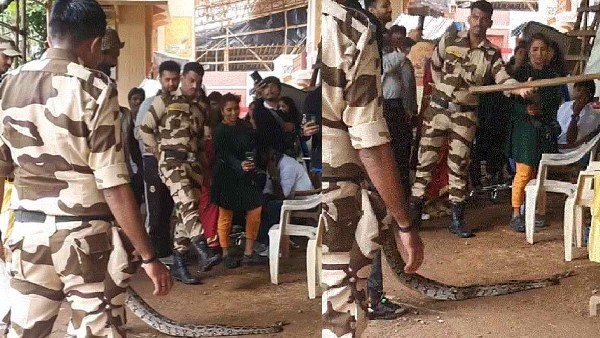 film city snake eggs