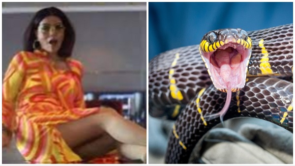 snake dies after biting producer on pyaas shooting set