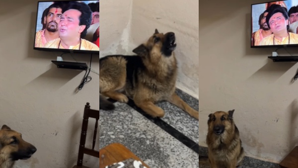 फिल्मी गाने को सुनकर पालतू कुत्ते के कान में नहीं रेंगी जूं
