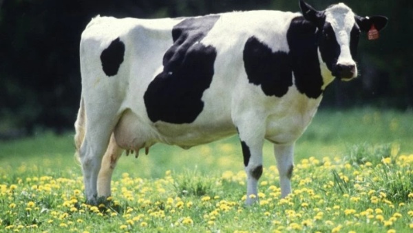 cow