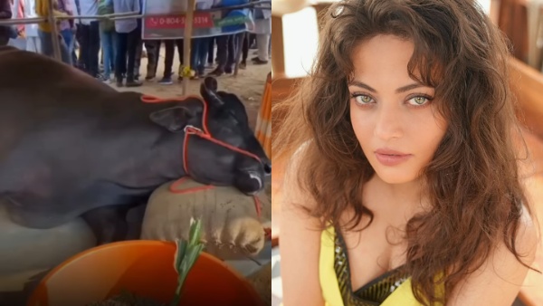 Sneha Ullal on Buffalo worth 21 crore died at Pushkar Sneha Ullal on Buffalo worth 21 crore died at Pushkar