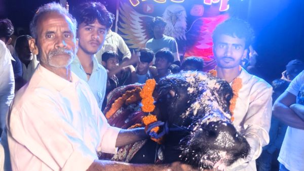 Buffalo grand birthday celebration