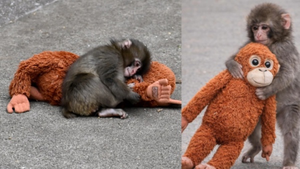 Punch monkey story Punch monkey story