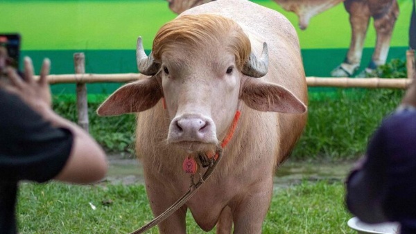 Donald Trump Buffalo Donald Trump Buffalo