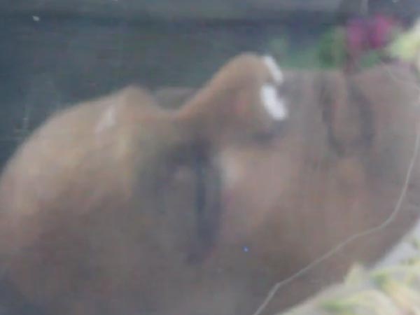 AVS Acted In 500 Films