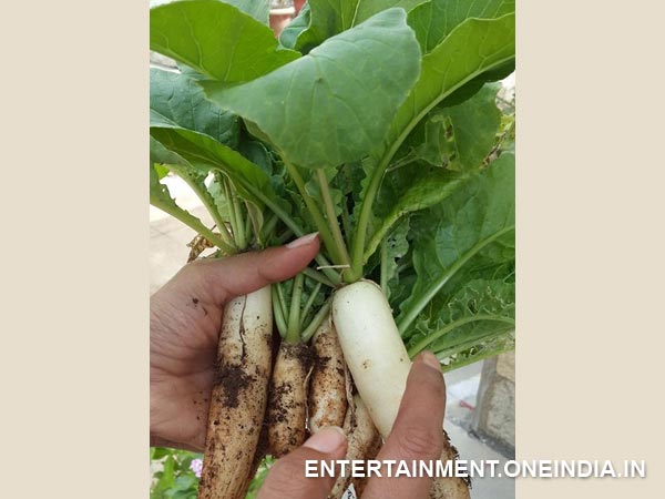 Radish Cultivated By Shweta