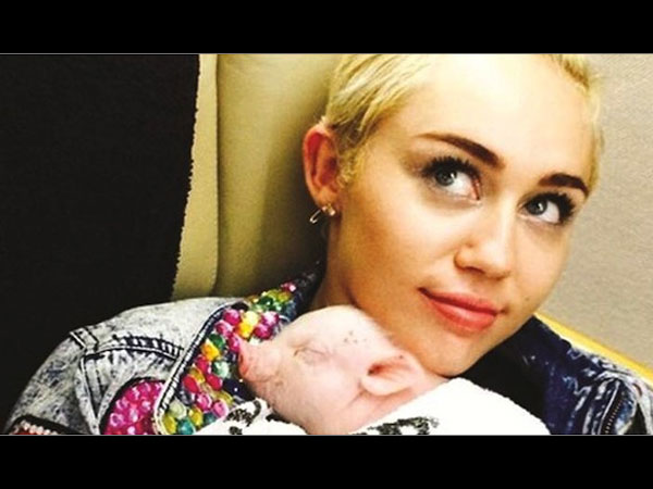  Miley Cyrus And Her Piggy Bubba Sue 