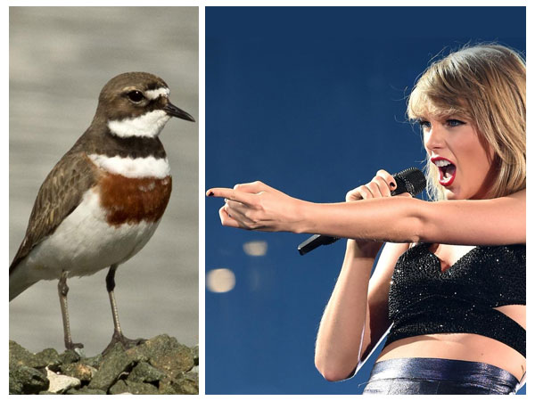 Taylor Isn't Going To Shake It Off In Auckland Ever Again! Taylor Isn't Going To Shake It Off In Auckland Ever Again!