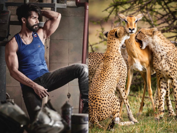 Fake Mommy Deer Children Cheetah Pic Alison Buttigieg Shahid Kapoor Fake Mommy Deer Children Cheetah Pic Alison Buttigieg Shahid Kapoor