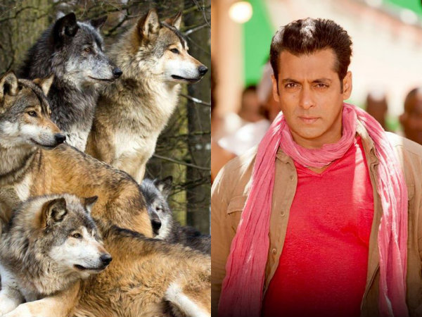 Salman To Fight With A Pack Of Wolves