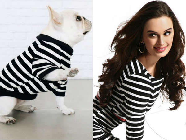 Animal Rights Animal Rights