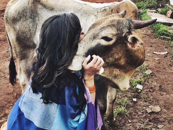 Amy & The Ox