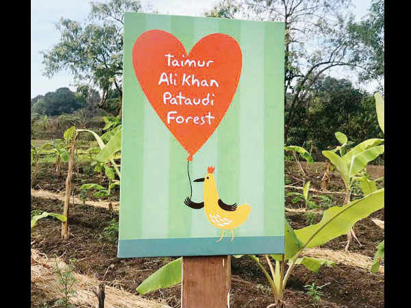 Taimur's Amazing Gift Taimur's Amazing Gift