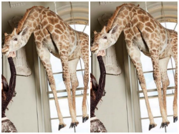 So What Exactly Is The Giraffe All About?