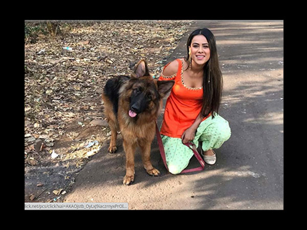 Nia Sharma Gets Attacked By These Animals! Nia Sharma Gets Attacked By These Animals!