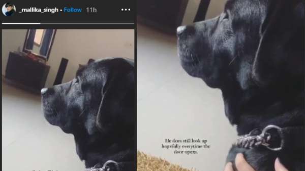 Sushants Niece Shares Video Of Pup Fudge; Says He Still Looks Hopeful When Doors Open Sushants Niece Shares Video Of Pup Fudge; Says He Still Looks Hopeful When Doors Open
