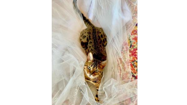 Britney Spears, Sam Asghari,