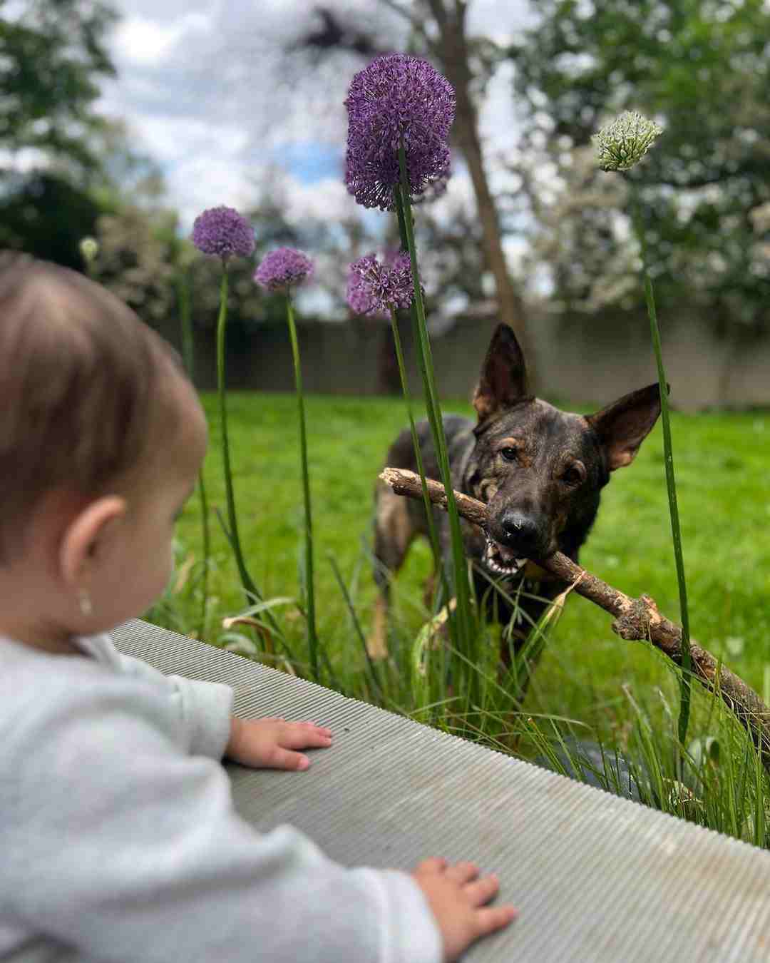 Priyanka Chopra Daughter's Cute PIC With Their Pet Dog