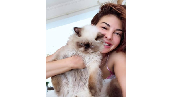 Purrfect Companions Bollywood s Top Actors