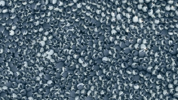 Unveiling Secrets Of The Penguins National Geographic