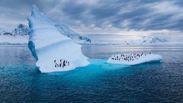 Unveiling Secrets Of The Penguins National Geographic
