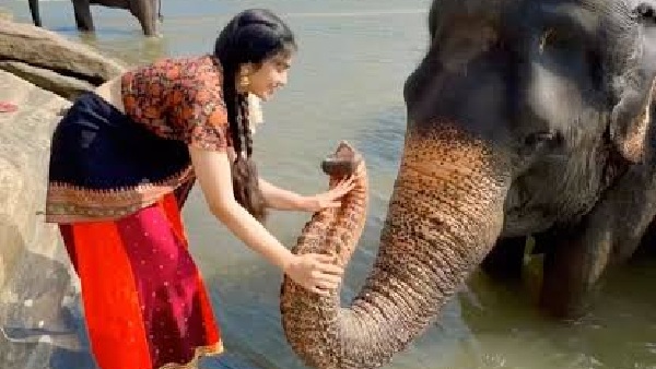 Ganesh Chaturthi 2025 How Adah Sharma Celebrated Ganesh