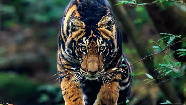 India s Rare Black Tiger Features on National Geographic India s Rare Black Tiger Features on National Geographic