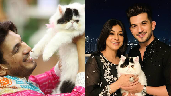 Laughter Chefs 3 Star Arjun Bijlani On His Pet Cat Aura Laughter Chefs 3 Star Arjun Bijlani On His Pet Cat Aura
