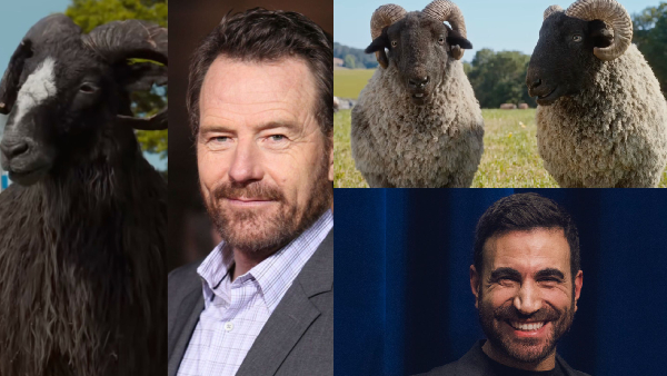 The Sheep Detectives From Julia Louis Dreyfus The Sheep Detectives From Julia Louis Dreyfus