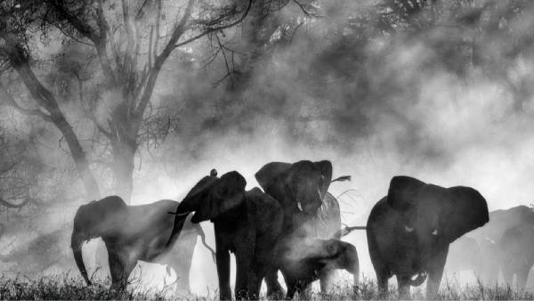 Lost In The Jungle OTT Release Date & Platform