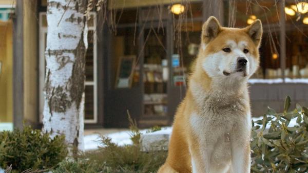 Hachi: A Dog's Tale